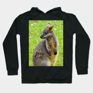 Swamp Wallaby Hoodie